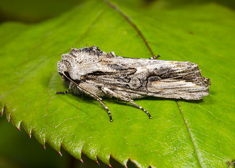 Egira conspicillaris - Noctuidae
